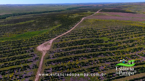 DOS EÓLICOS VIRA P FAZENDA_Moment.00_00_06_11.Quadro306_dff14683c2c391812e6e0b78eb56fdd2932eb5f9.jpg
